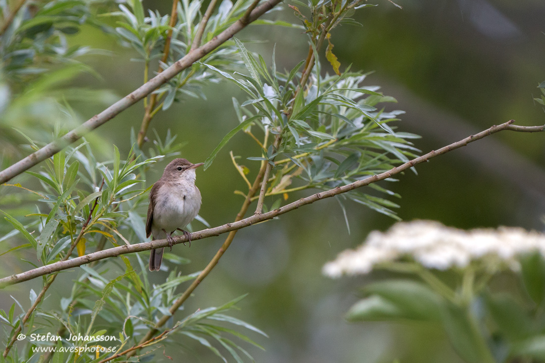 Busksngare / Blyth's Reed Warbler Acrocephalus dumetorum 