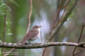 Busksngare / Blyth's Reed Warbler Acrocephalus dumetorum 