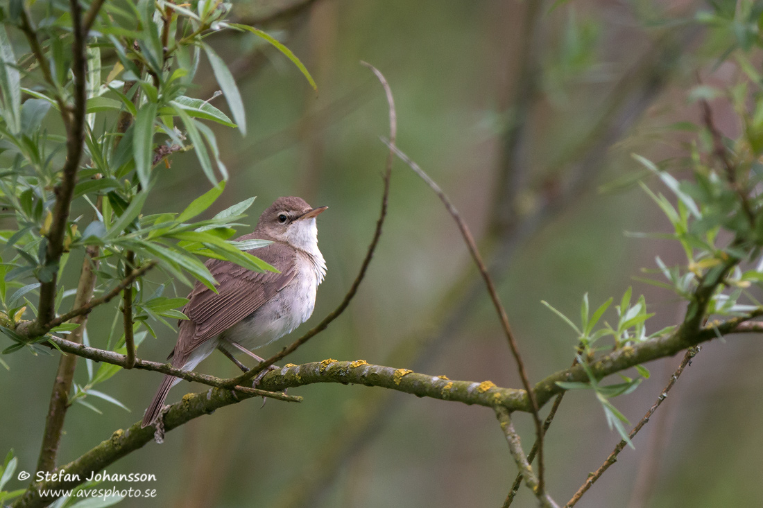 Busksngare / Blyth's Reed Warbler Acrocephalus dumetorum 