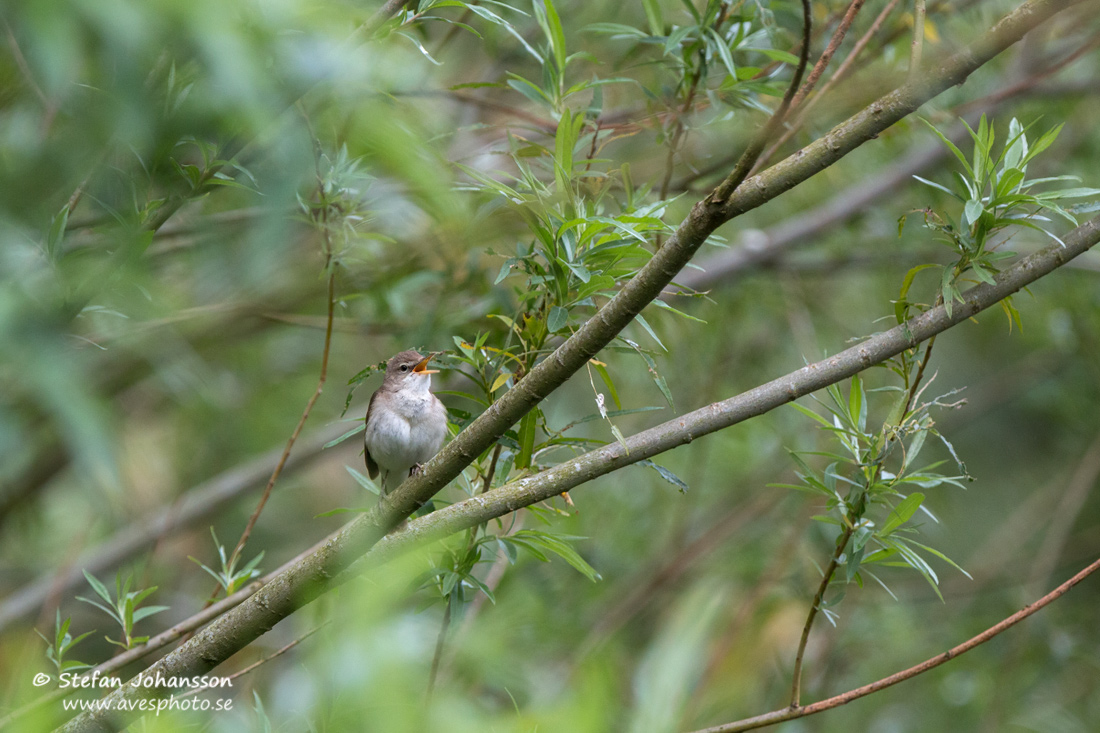 Busksngare / Blyth's Reed Warbler Acrocephalus dumetorum 