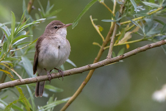 Busksångare / Blyth's Reed Warbler