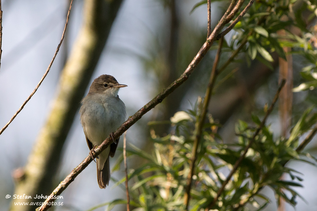 Busksngare / Blyth's Reed Warbler 