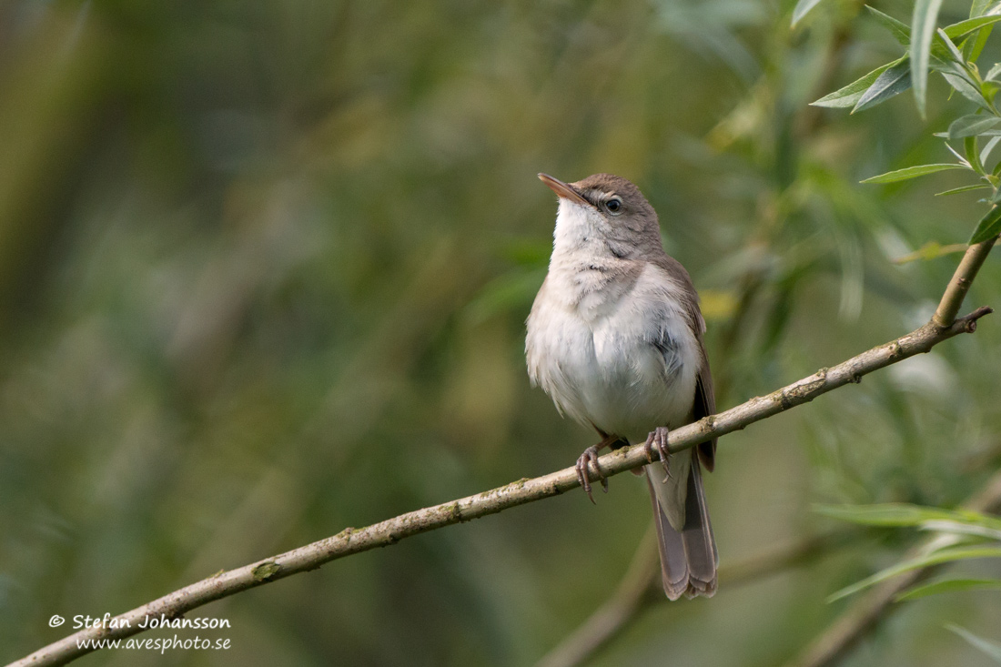 Busksngare / Blyth's Reed Warbler 