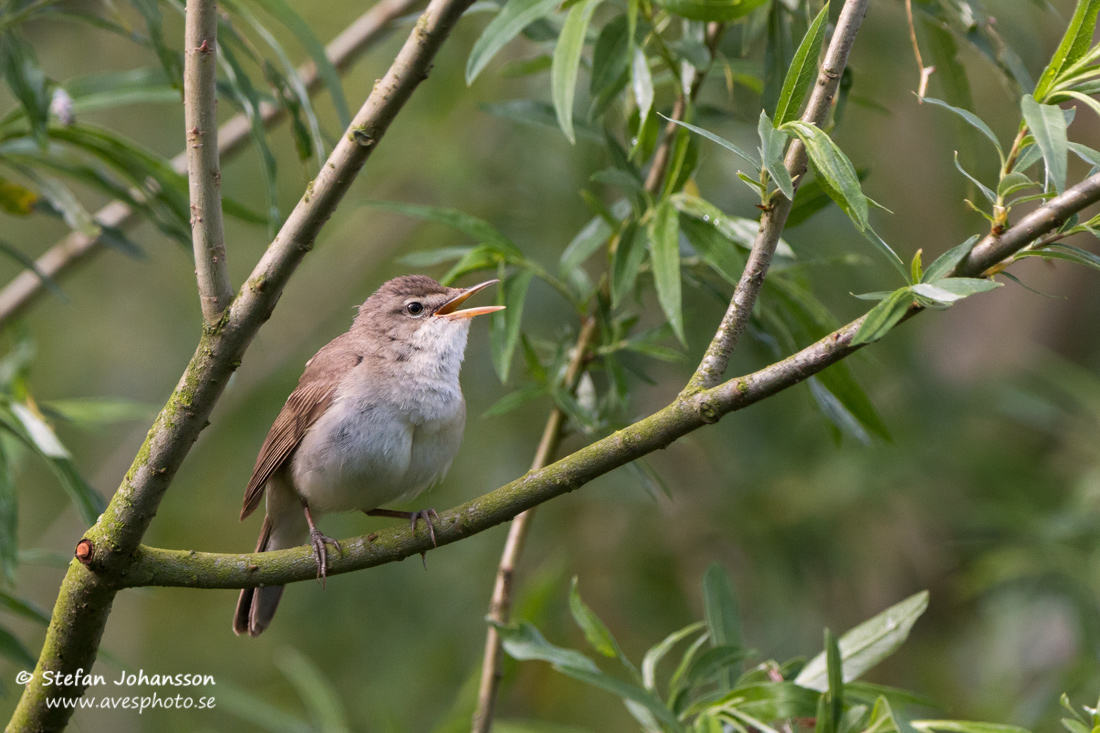 Busksngare / Blyth's Reed Warbler 