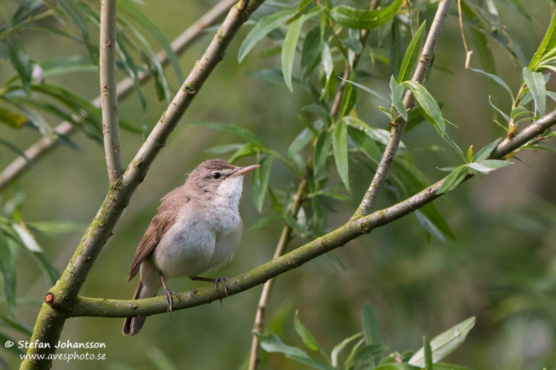 Busksngare / Blyth's Reed Warbler 