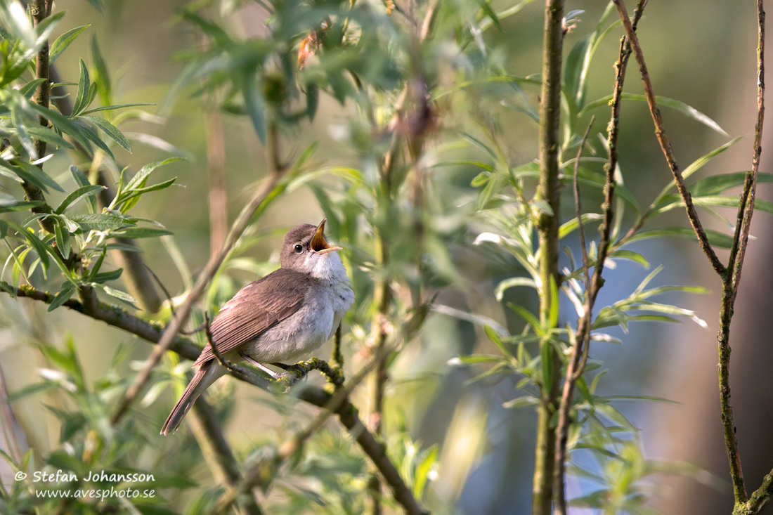 Busksngare / Blyth's Reed Warbler 