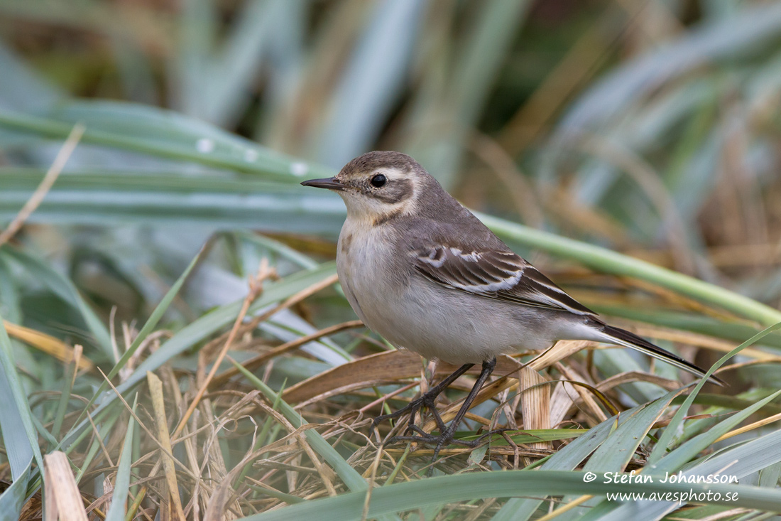 Citronrla / Citrin Wagtail Motacilla citreola 