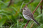 Citronrla / Citrin Wagtail Motacilla citreola 