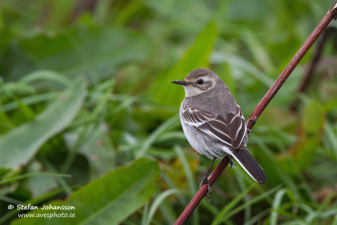 Citronrla / Citrin Wagtail Motacilla citreola 