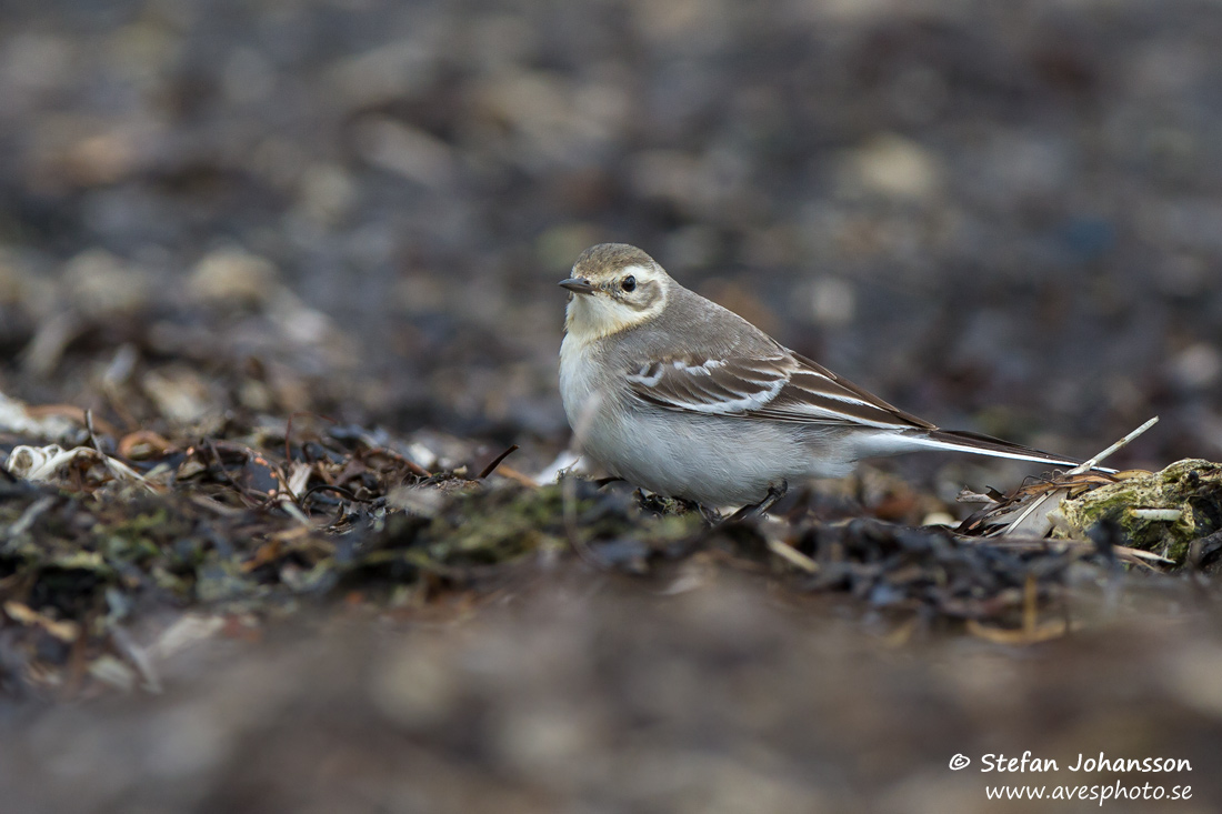 Citronrla / Citrin Wagtail 