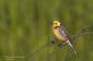 Citronrla / Citrin Wagtail Motacilla citreola 