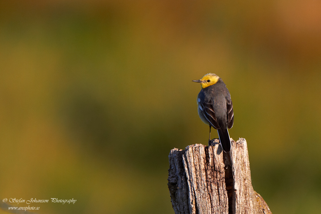 Citronrla / Citrin Wagtail 