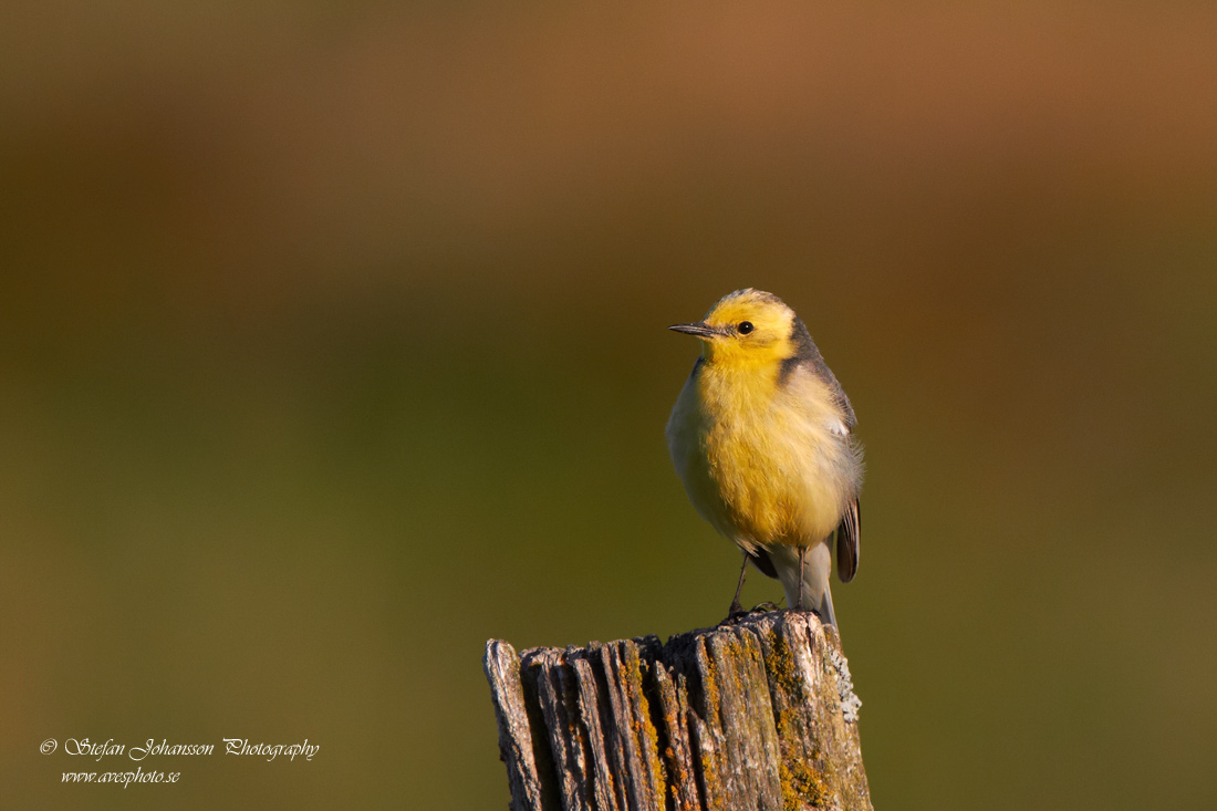 Citronrla / Citrin Wagtail 