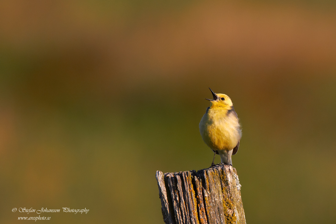 Citronrla / Citrin Wagtail 