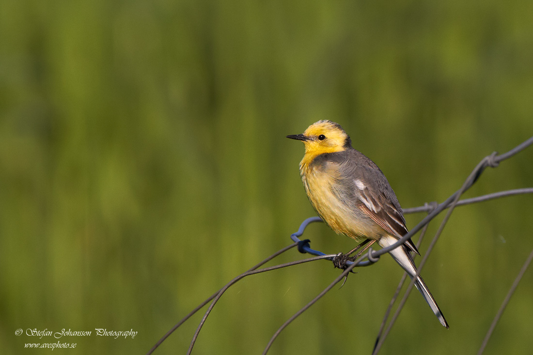 Citronrla / Citrin Wagtail 