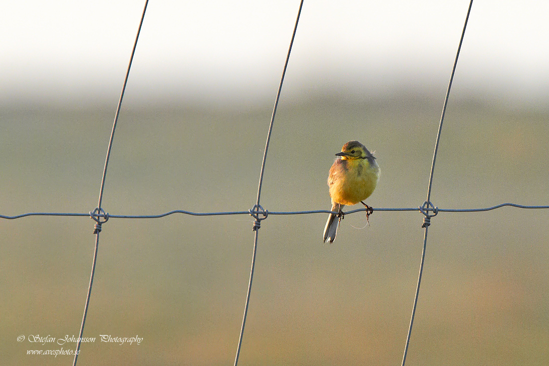 Citronrla / Citrin Wagtail Motacilla citreola 