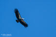 California Condor Gymnogyps californianus