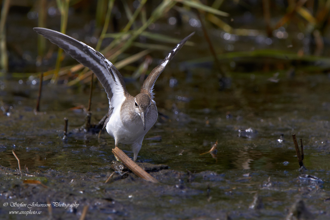 Drillsnppa / Common Sandpiper Actitis hypoleucos