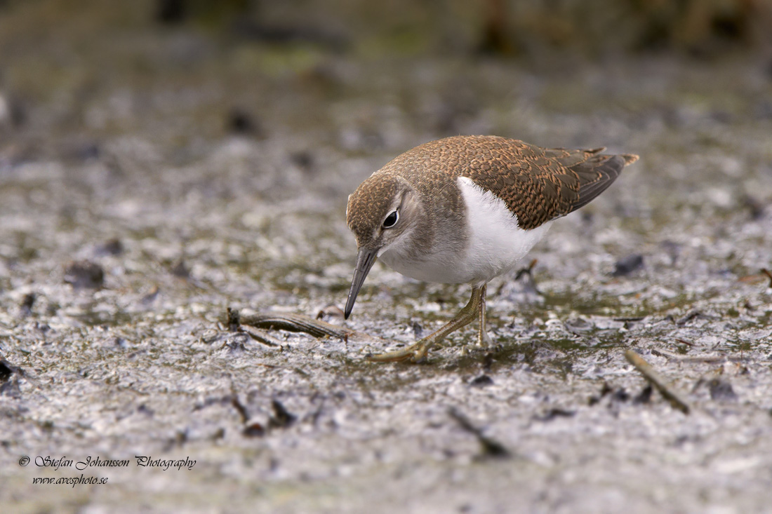 Drillsnppa / Common Sandpiper Actitis hypoleucos