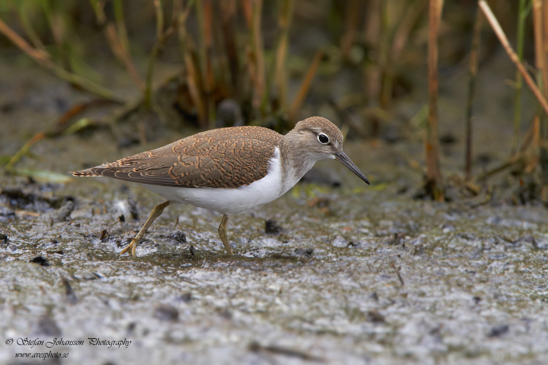 Drillsnppa / Common Sandpiper Actitis hypoleucos