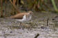 Drillsnppa / Common Sandpiper Actitis hypoleucos