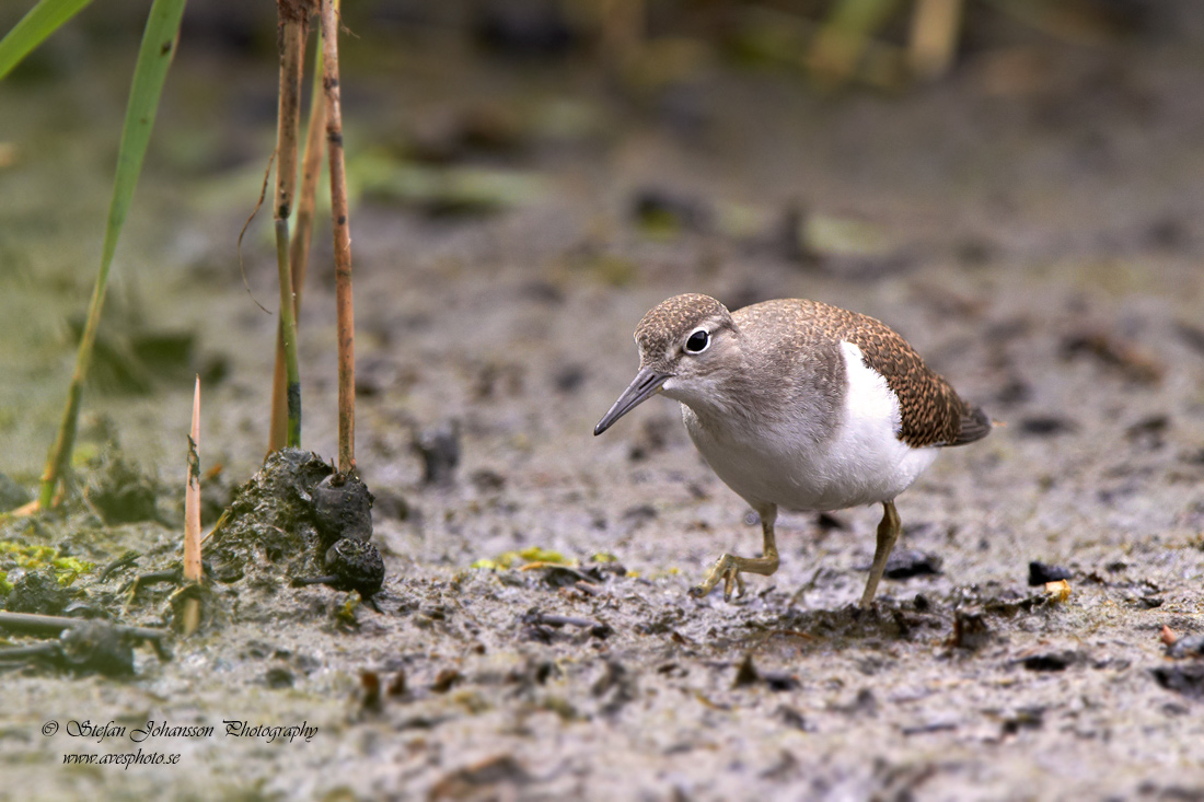 Drillsnppa / Common Sandpiper Actitis hypoleucos