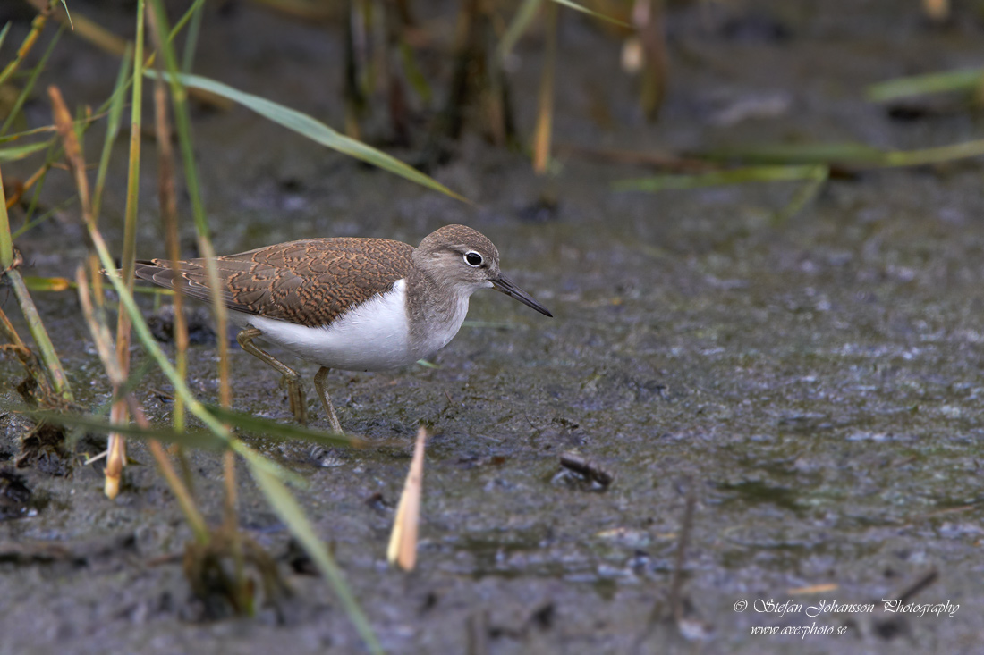 Drillsnppa / Common Sandpiper Actitis hypoleucos