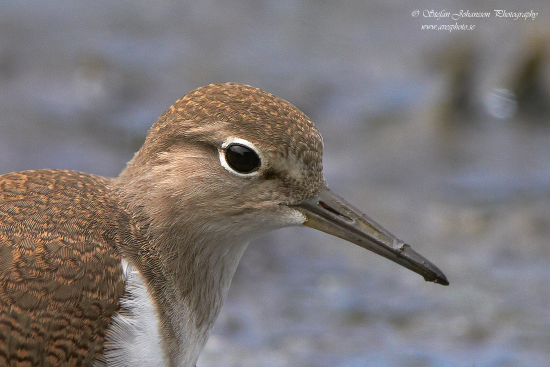 Drillsnppa / Common Sandpiper Actitis hypoleucos