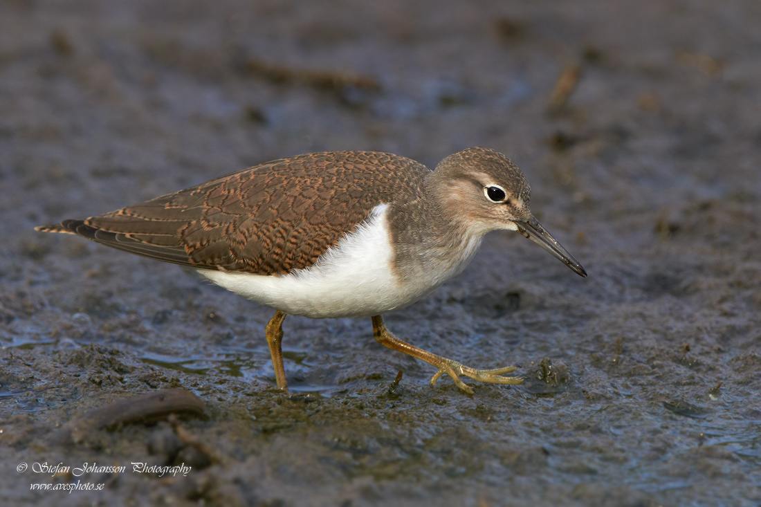 Drillsnppa / Common Sandpiper Actitis hypoleucos