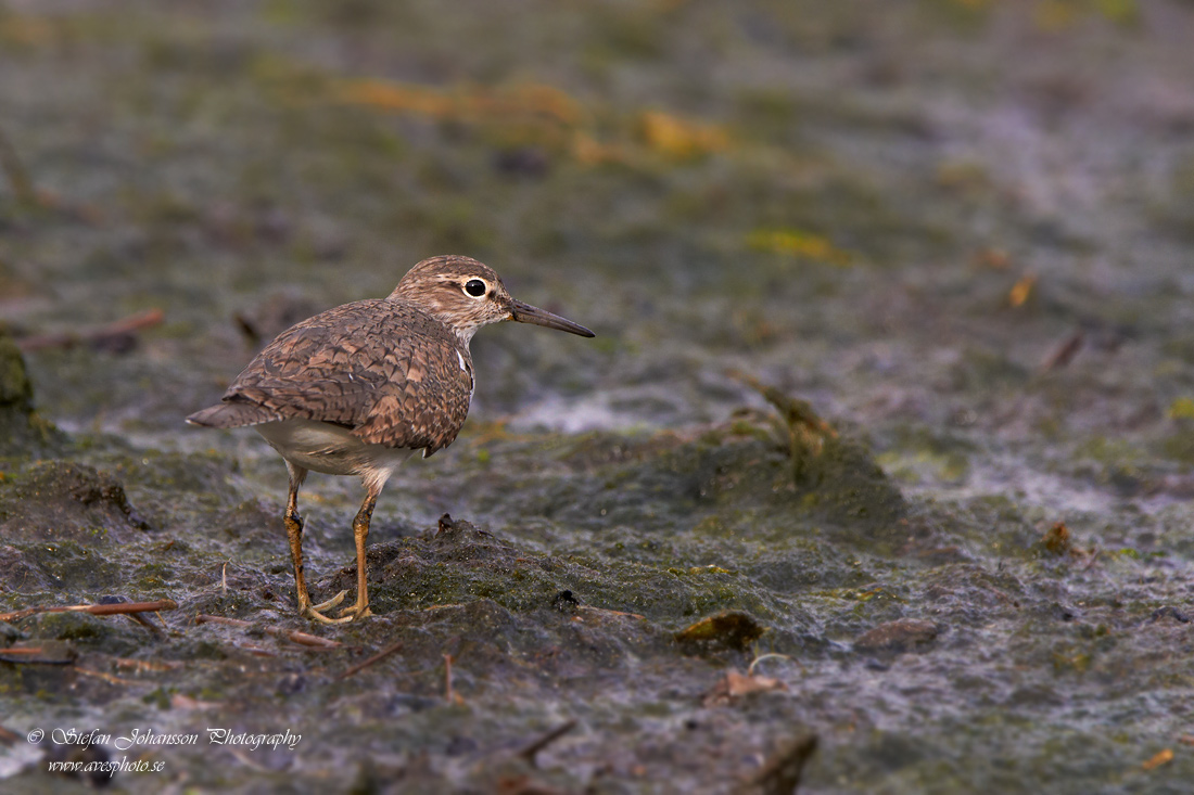 Drillsnppa / Common Sandpiper Actitis hypoleucos