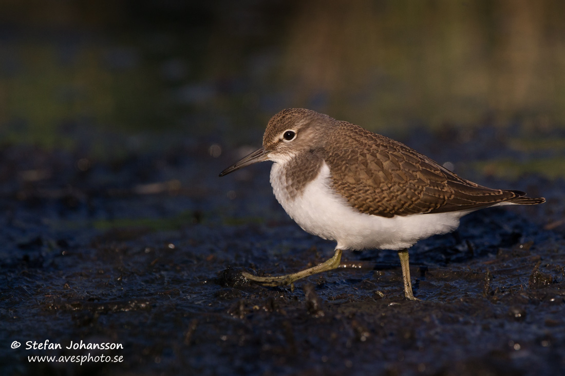 Drillsnppa / Common Sandpiper Actitis hypoleucos 