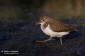 Drillsnppa / Common Sandpiper Actitis hypoleucos 