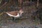 Drillsnppa / Common Sandpiper Actitis hypoleucos 