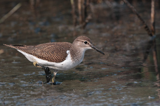 Drillsnäppa / Common Sandpiper 