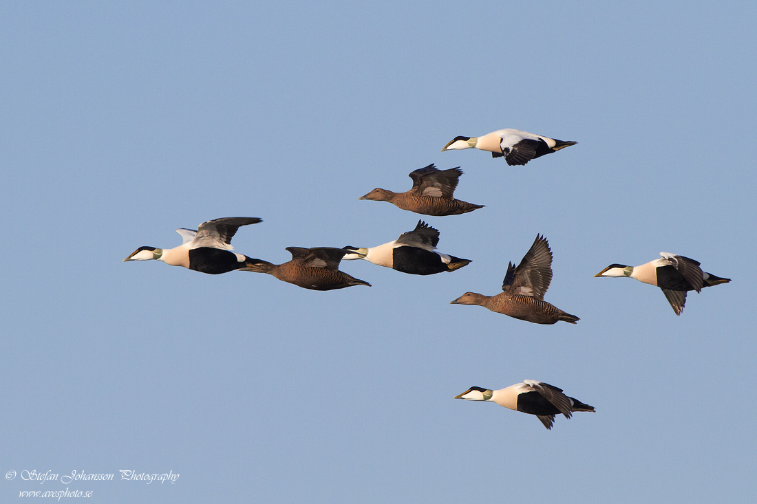 Ejder / Eider Somateria mollissima 