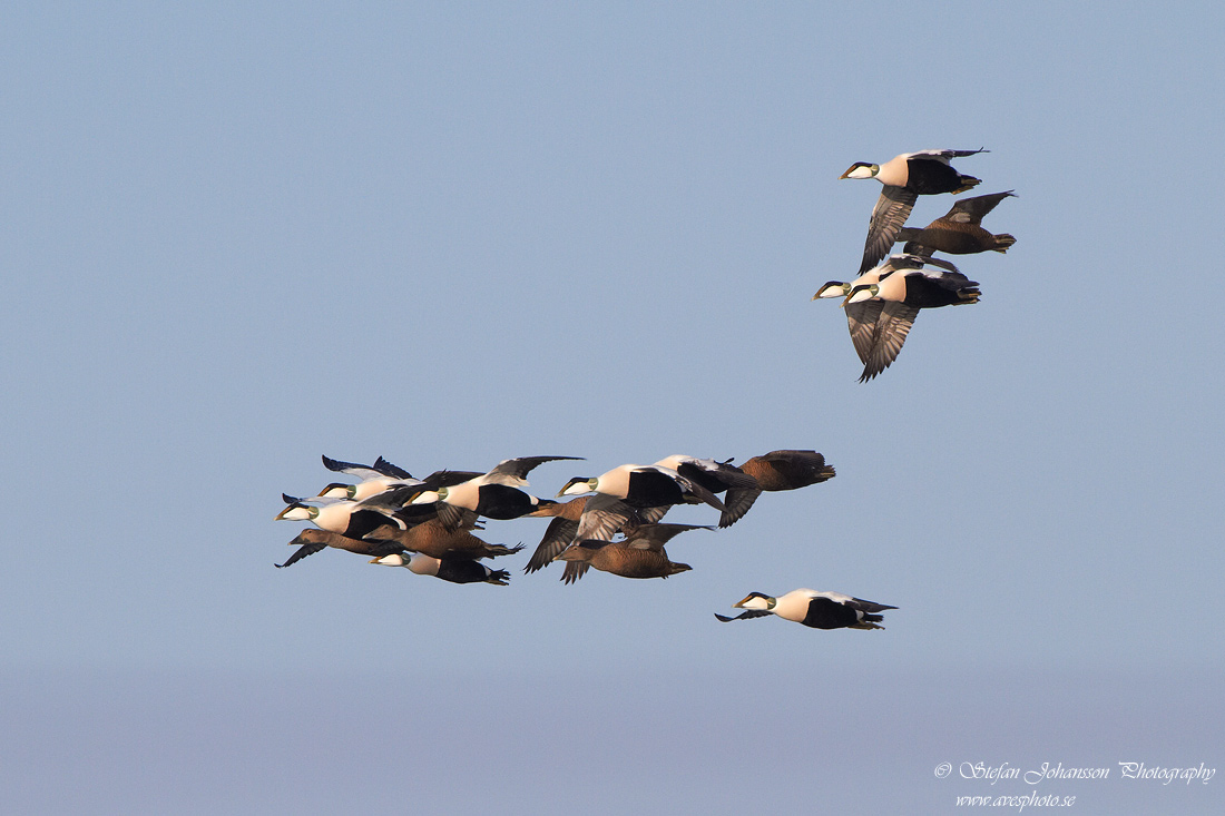 Ejder / Eider Somateria mollissima 