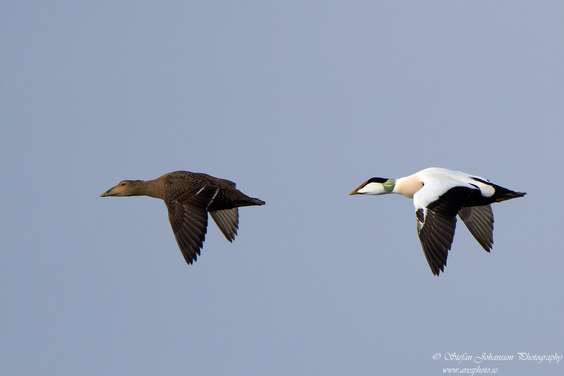 Ejder / Eider Somateria mollissima 