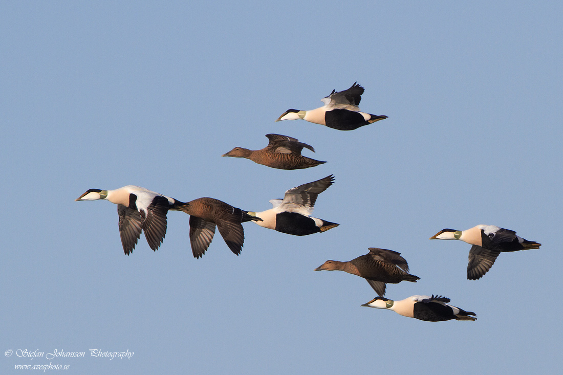 Ejder / Eider Somateria mollissima 