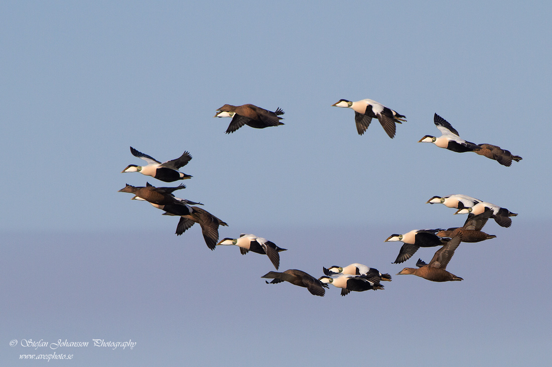 Ejder / Eider Somateria mollissima 