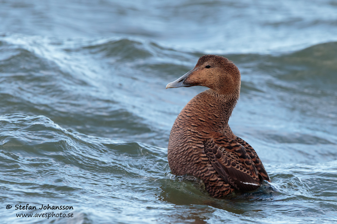 Ejder / Eider Somateria mollissima 