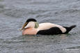 Ejder / Eider Somateria mollissima 