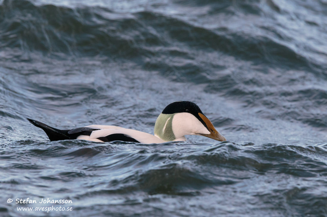 Ejder / Eider Somateria mollissima 