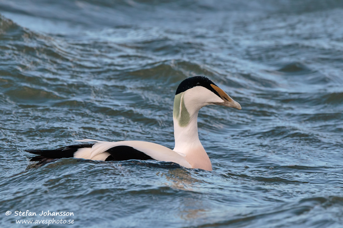 Ejder / Eider Somateria mollissima 