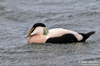 Ejder / Eider 