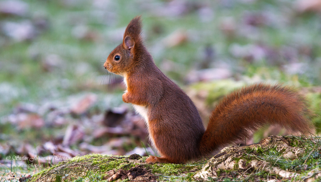 Ekorre / Eurasian Red Squirrel Sciurus vulgaris 