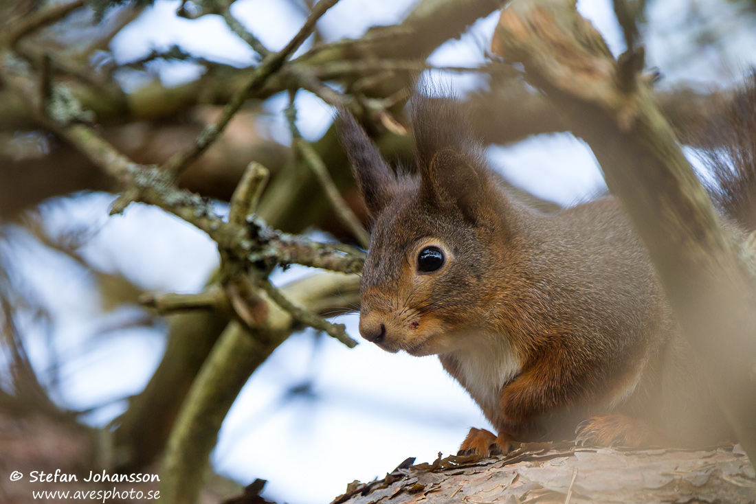 Ekorre / Eurasian Red Squirrel Sciurus vulgaris 