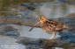 Enkelbeckasin /  Common Snipe  Gallinago gallinago 