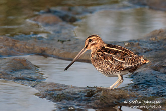 Enkelbeckasin /  Common Snipe 