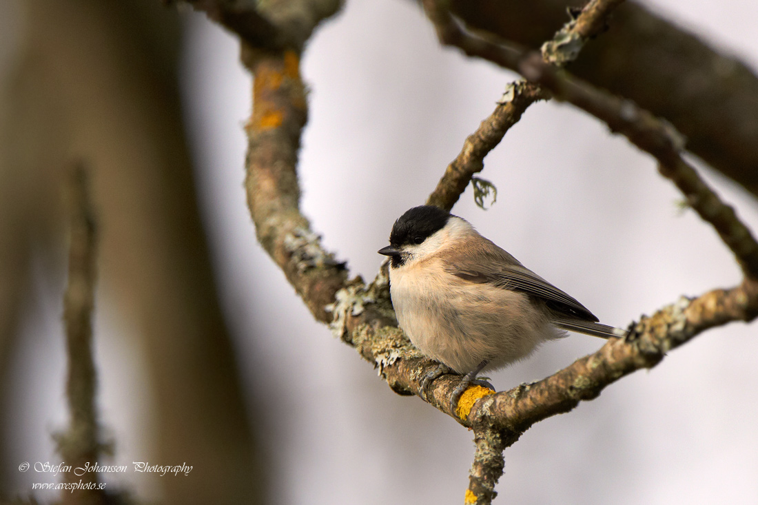 Parus palustris 