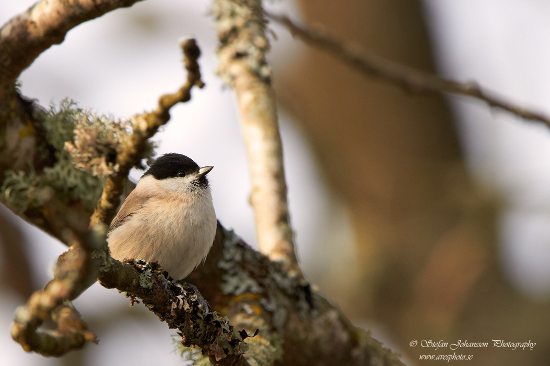 Parus palustris 